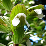 Acanthus mollis, Israel, Flora, Flowers, Plants