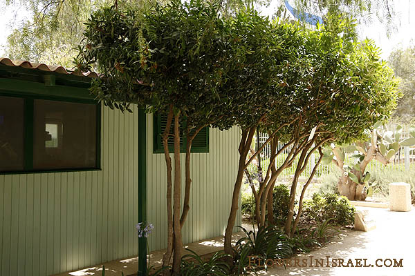 Acokanthera oppositifolia, Poison Bush, Bushman's Poison, אקוקנטרה , חד-מאבק רעיל