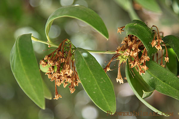 Acokanthera oppositifolia, Poison Bush, Bushman's Poison, אקוקנטרה,חד-מאבק רעיל 
