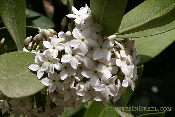 Acokanthera oppositifolia, Poison Bush, Bushman's Poison, אקוקנטרה,חד-מאבק רעיל 