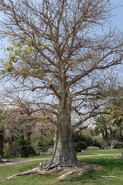 Adansonia digitata, Adansonia bahobab, Baobab, Upside-down Tree, באובב, אדנסוניה מאוצבעת,  تبلدي إصبعي