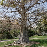Adansonia digitata, Israel, Flora, Flowers, Plants