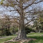 Adansonia digitata, Israel, Flora, Flowers, Plants