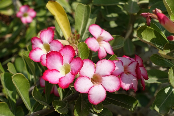 Adenium obesum, Adenium arabicum, Adenium arboreum, Adenium coetaneum, Adenium honghel, Nerium obesum, Desert-rose, Impala-lily, Mock azalea,אדונית המדבר, ורד המדבר,  نبتة العدنة