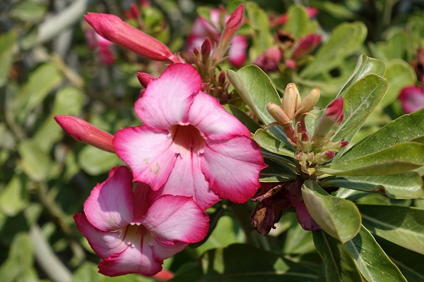 Adenium obesum, Adenium arabicum, Adenium arboreum, Adenium coetaneum, Adenium honghel, Nerium obesum, Desert-rose, Impala-lily, Mock azalea,אדונית המדבר, ורד המדבר,  نبتة العدنة 