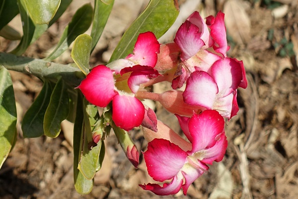 Adenium obesum, Adenium arabicum, Adenium arboreum, Adenium coetaneum, Adenium honghel, Nerium obesum, Desert-rose, Impala-lily, Mock azalea,אדונית המדבר, ורד המדבר,  نبتة العدنة