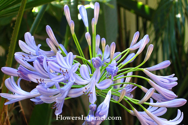 Agapanthus africanus, Agapanthus umbellatus, Lily-of-the-Nile, African lily,أغابانثوس أفريكانوس  ,אגפנתוס אפריקני