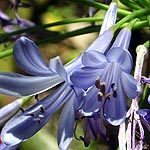 Agapanthus africanus, Israel, Flora, Flowers, Plants