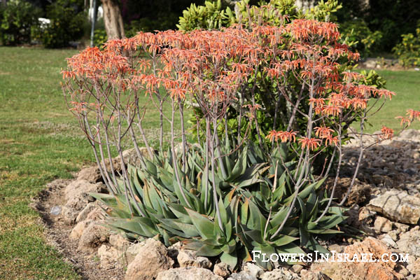 Aloe maculata, Aloe saponaria, Aloe latifolia, Aloe leptophylla, Broadleaf aloe, Soap Aloe, Zebra Aloe or African Aloe, אלוי סבוני