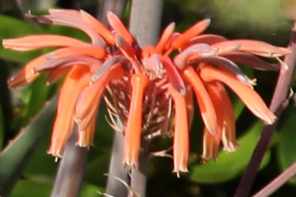 Aloe maculata, Aloe saponaria, Aloe latifolia, Aloe leptophylla, Broadleaf aloe, Soap Aloe, Zebra Aloe or African Aloe, אלוי סבוני