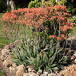 Aloe maculata, Aloe saponaria, Aloe latifolia, Aloe leptophylla, Broadleaf aloe, Soap Aloe, Zebra Aloe or African Aloe, אלוי סבוני