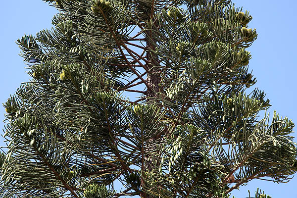 Araucaria heterophylla, Araucaria excelsa, Norfolk Island pine, אראוקריה רמה