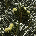 Araucaria heterophylla, Araucaria excelsa, Norfolk Island pine, אראוקריה רמה