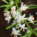 Asparagus meyeri, Israel, Flora, Flowers, Plants