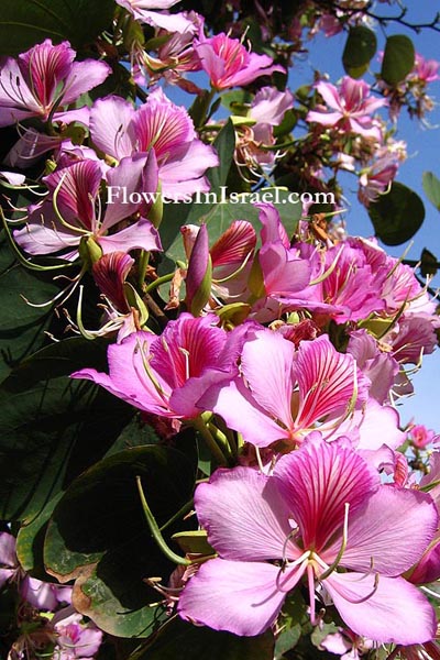 Israel exotic flowers, send flowers