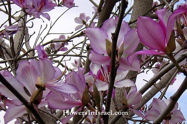 Bauhinia variegata, Bauhinia chinensis, Orchid Tree,בוהיניה מגוונת, بوهينيا ملونه