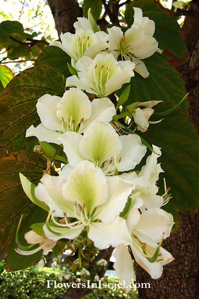 Bauhinia variegata, Bauhinia chinensis, Orchid Tree,בוהיניה מגוונת