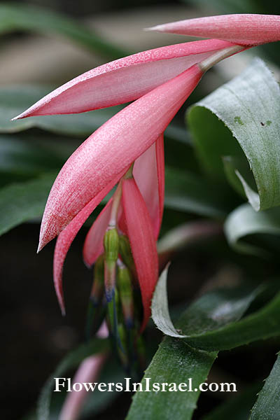 Billbergia nutans,Angel Tears, Queen's Tears, Friendship plant, בילברגיה