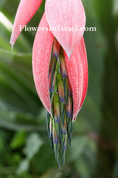 Billbergia nutans,Angel Tears, Queen's Tears, Friendship plant, בילברגיה