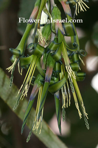 Billbergia nutans,Angel Tears, Queen's Tears, Friendship plant, בילברגיה