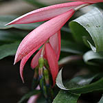 Billbergia nutans, Israel, Flora, Flowers, Plants