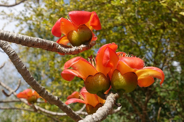 Bombax ceiba, Bombax malabaricum, Gossampinus malabarica, Salmalia malabarica, Red Silk Cotton Tree, Kapok Tree, בומבק הודי ,בומבק צייבה,  خيزران 