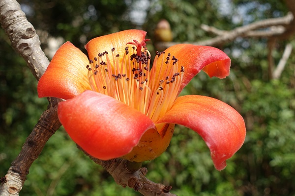 Bombax ceiba, Bombax malabaricum, Gossampinus malabarica, Salmalia malabarica, Red Silk Cotton Tree, Kapok Tree, בומבק הודי ,בומבק צייבה,  خيزران 