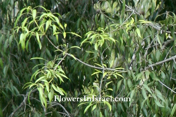 Brachychiton rupestris, Queensland Bottle Tree,ברכיכיטון הסלעים