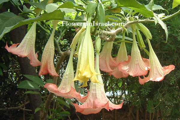 Brugmansia_suaveolens_flower.jpg