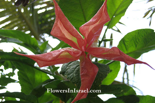 Brugmansia suaveolens, Datura suaveolens, Angel's trumpets, דטורה