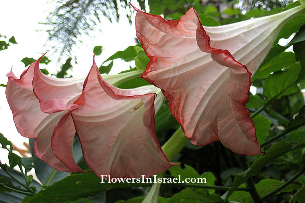 Brugmansia suaveolens, Datura suaveolens, Angel's trumpets, דטורה