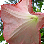 Brugmansia suaveolens, Israel, Flora, Flowers, Plants