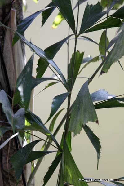 Caryota mitis, Caryota griffithii, Caryota sobolifera, Burmese fishtail palm, clustered fishtail palm, tufted fishtail palm, דקל זנב דג, Nakhlat câryôtâ