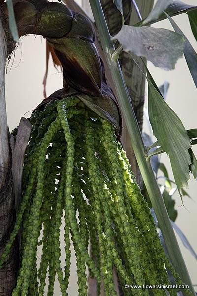 Caryota mitis, Caryota griffithii, Caryota sobolifera, Burmese fishtail palm, clustered fishtail palm, tufted fishtail palm, דקל זנב דג, Nakhlat câryôtâ