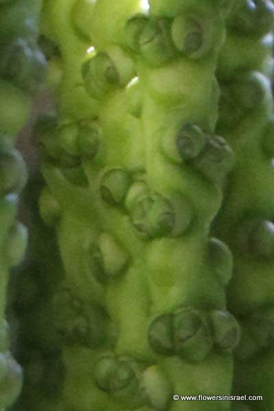 Caryota mitis, Caryota griffithii, Caryota sobolifera, Burmese fishtail palm, clustered fishtail palm, tufted fishtail palm, דקל זנב דג, Nakhlat câryôtâ