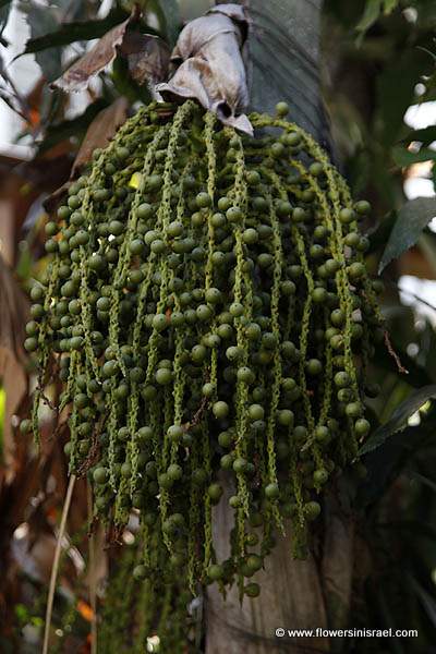 Caryota mitis, Caryota griffithii, Caryota sobolifera, Burmese fishtail palm, clustered fishtail palm, tufted fishtail palm, דקל זנב דג, Nakhlat câryôtâ