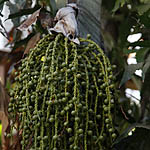 Caryota mitis, Israel, Flora, Flowers, Plants