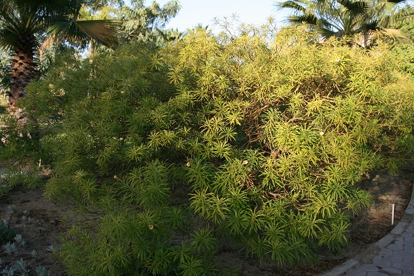 Cascabela thevetia, Cascabela peruviana, Cerbera thevetia, Yellow oleander, Mexican oleander, Lucky Nut, Be-still Tree, תבטיה הרדופית,
