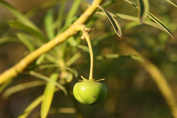 Cascabela thevetia, Cascabela peruviana, Cerbera thevetia, Yellow oleander, Mexican oleander, Lucky Nut, Be-still Tree, תבטיה הרדופית,