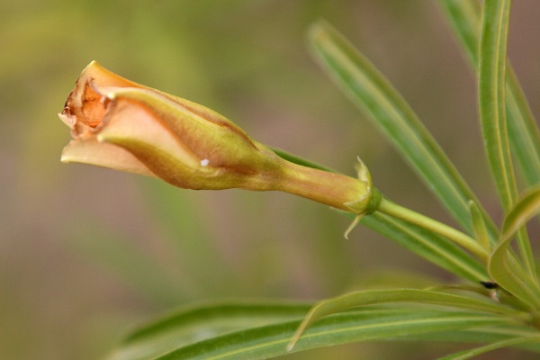 Cascabela thevetia, Cascabela peruviana, Cerbera thevetia, Yellow oleander, Mexican oleander, Lucky Nut, Be-still Tree, תבטיה הרדופית,