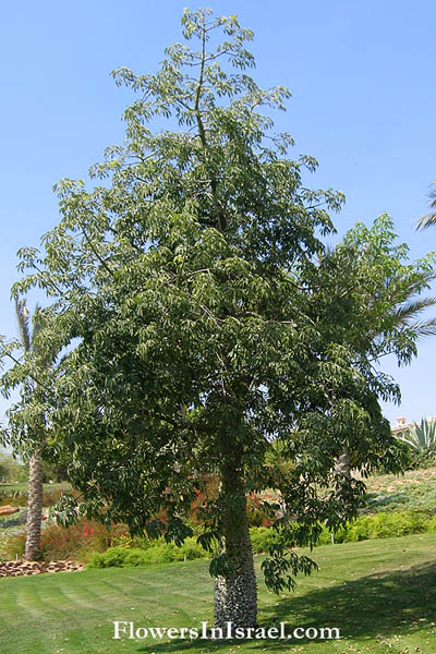 Chorisia insignis, Ceiba insignis, White Silk Floss Tree,