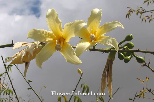 Flores em Israel, flores exóticas