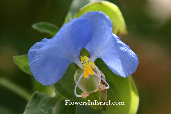 Commelina communis, Asiatic dayflower, Widow's Tears, קומלינה, ודמעות האלמנה