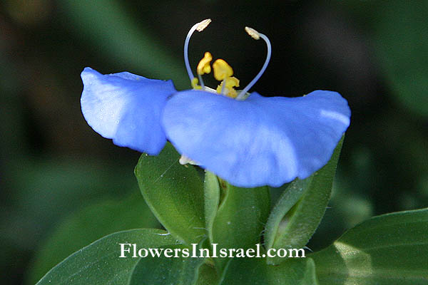 Commelina communis, Asiatic dayflower, Widow's Tears, קומלינה, ודמעות האלמנה