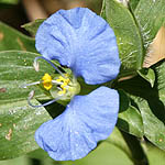 Commelina communis, Israel, Flora, Flowers, Plants