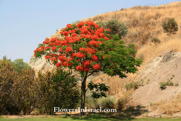 Delonix regia, Royal Poinciana, Flamboyant,Flametree, צאלון נאה