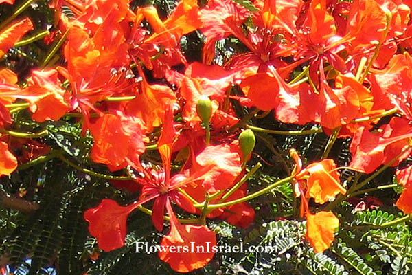 Delonix regia, Royal Poinciana, Flamboyant,Flametree, צאלון נאה