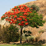 Delonix regia, Israel, Flora, Flowers, Plants