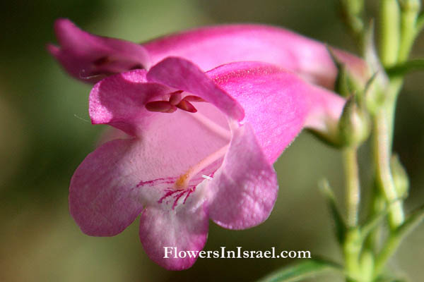 Digitalis purpurea,Foxglove, Purple Foxglove, Lady's Glove,אצבעונית ארגמנית