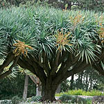 Dracaena draco, Israel, Flora, Flowers, Plants